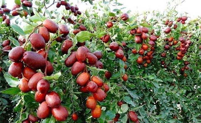 Picture 3 of Great benefits of Xinjiang red apples you should know