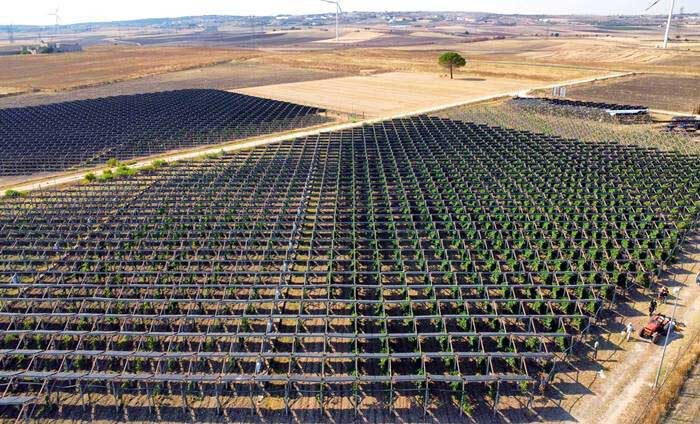 Picture 1 of Growing grapes under solar panels produces surprisingly delicious wines