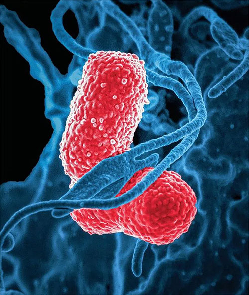 Gut bacteria may be the 'trigger' of different cravings in humans Picture 3