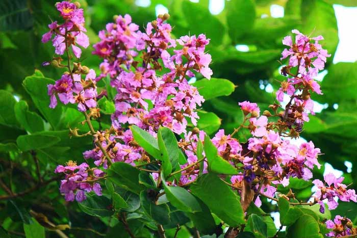 Health benefits and remedies from Polyscias fruticosa Picture 1