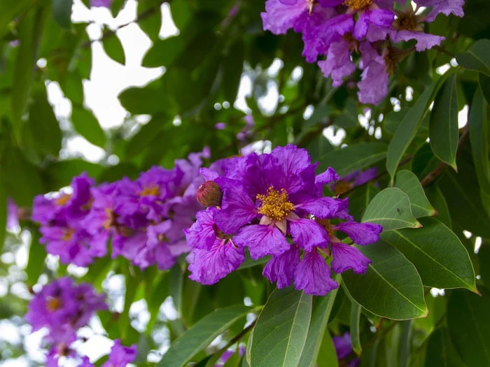 Health benefits and remedies from Polyscias fruticosa Picture 2