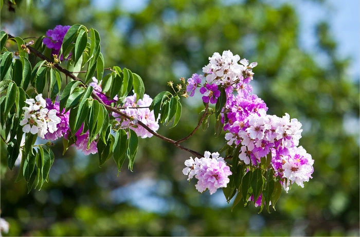 Health benefits and remedies from Polyscias fruticosa Picture 3
