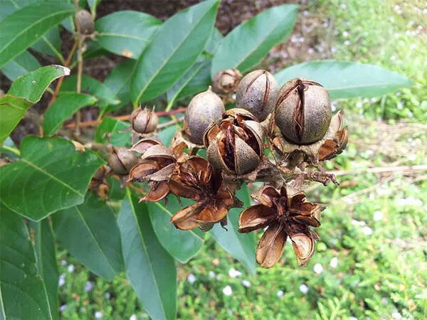 Health benefits and remedies from Polyscias fruticosa Picture 4