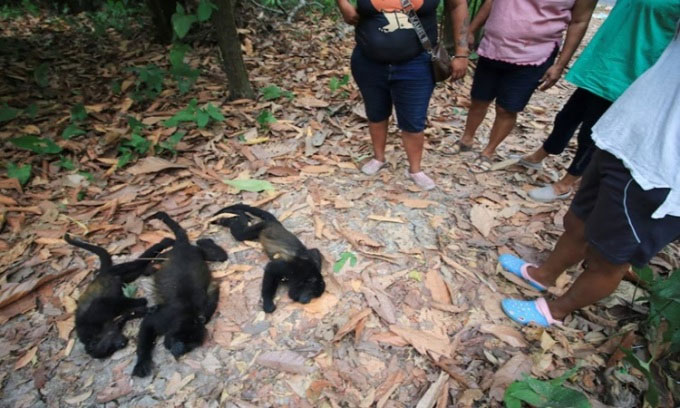 Picture 1 of Heat in Mexico causes howler monkeys to die en masse