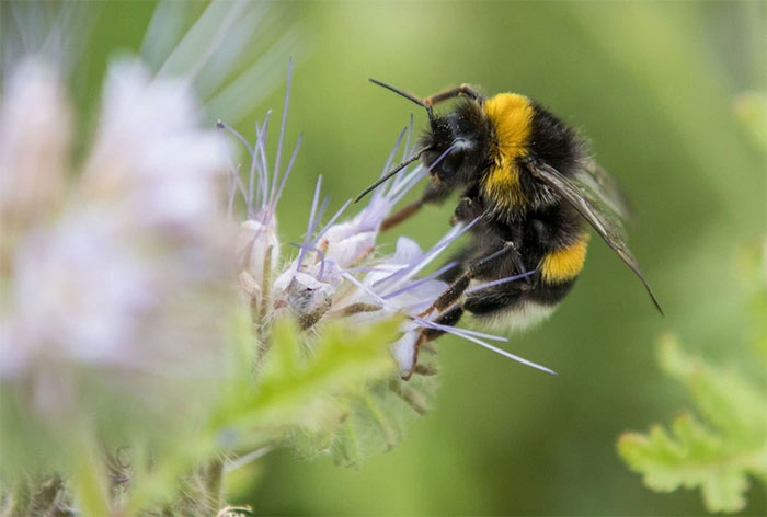 Picture 1 of Heat is killing Earth's important pollinators