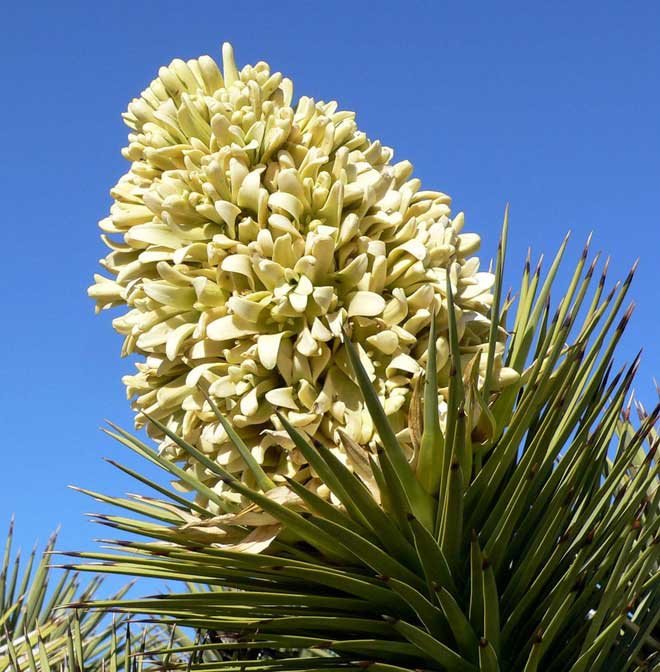 Picture 3 of Here's Why This Plant Grows Super Slow: It Only Grows 3cm a Year
