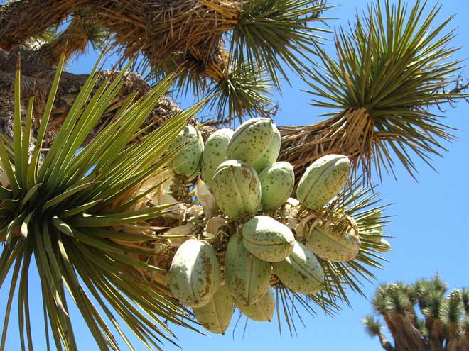Picture 5 of Here's Why This Plant Grows Super Slow: It Only Grows 3cm a Year