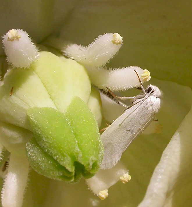 Picture 6 of Here's Why This Plant Grows Super Slow: It Only Grows 3cm a Year