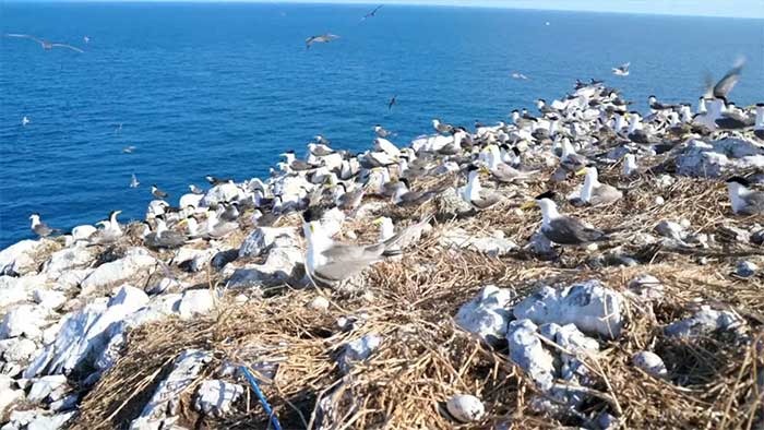 Picture 1 of Hon Trung Con Dao sets record for largest bird breeding ground in Vietnam