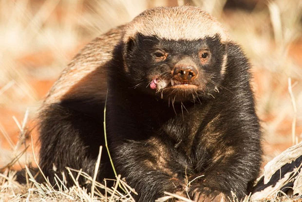 Picture 1 of Honey badger - the king of the grasslands, the king of sarcasm, the reckless prince, the lord of 'carefree' attitude!