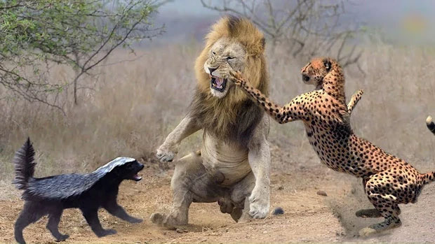 Picture 10 of Honey badger - the king of the grasslands, the king of sarcasm, the reckless prince, the lord of 'carefree' attitude!
