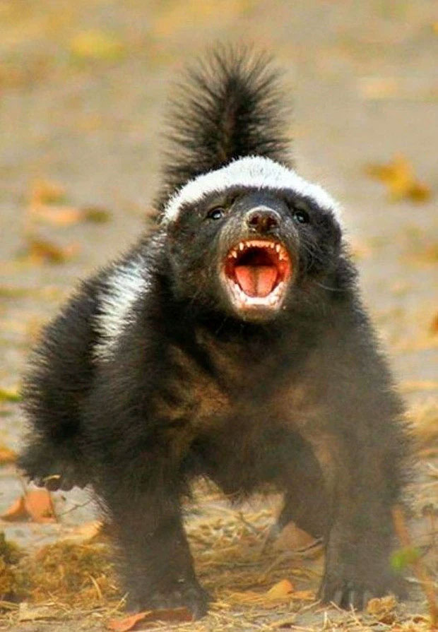Picture 11 of Honey badger - the king of the grasslands, the king of sarcasm, the reckless prince, the lord of 'carefree' attitude!