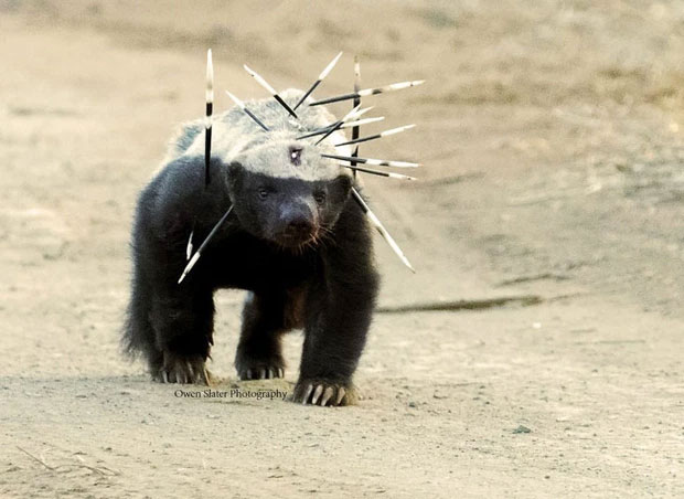 Picture 12 of Honey badger - the king of the grasslands, the king of sarcasm, the reckless prince, the lord of 'carefree' attitude!