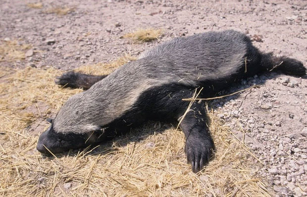 Picture 13 of Honey badger - the king of the grasslands, the king of sarcasm, the reckless prince, the lord of 'carefree' attitude!