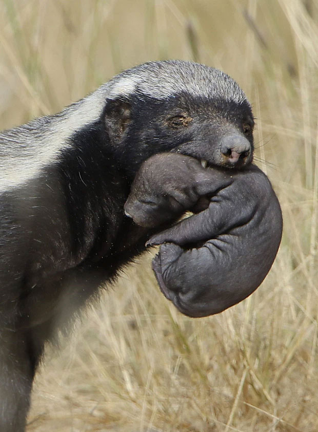Picture 14 of Honey badger - the king of the grasslands, the king of sarcasm, the reckless prince, the lord of 'carefree' attitude!
