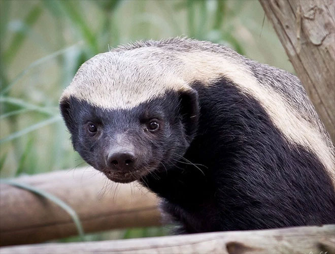 Picture 2 of Honey badger - the king of the grasslands, the king of sarcasm, the reckless prince, the lord of 'carefree' attitude!
