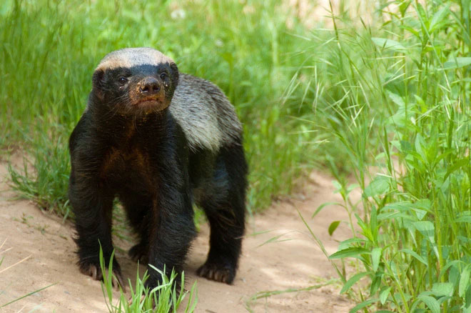 Picture 3 of Honey badger - the king of the grasslands, the king of sarcasm, the reckless prince, the lord of 'carefree' attitude!
