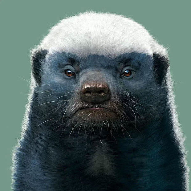 Picture 4 of Honey badger - the king of the grasslands, the king of sarcasm, the reckless prince, the lord of 'carefree' attitude!