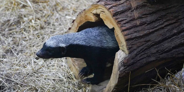 Picture 5 of Honey badger - the king of the grasslands, the king of sarcasm, the reckless prince, the lord of 'carefree' attitude!