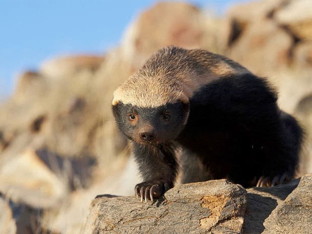 Picture 6 of Honey badger - the king of the grasslands, the king of sarcasm, the reckless prince, the lord of 'carefree' attitude!