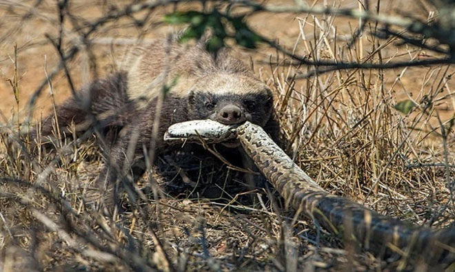 Picture 7 of Honey badger - the king of the grasslands, the king of sarcasm, the reckless prince, the lord of 'carefree' attitude!