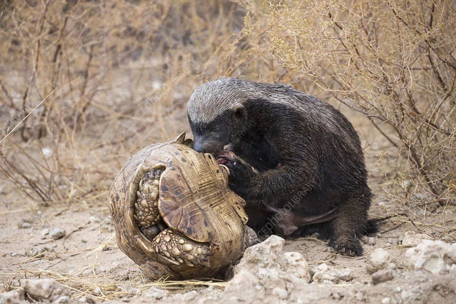 Picture 8 of Honey badger - the king of the grasslands, the king of sarcasm, the reckless prince, the lord of 'carefree' attitude!