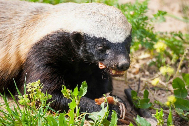 Picture 9 of Honey badger - the king of the grasslands, the king of sarcasm, the reckless prince, the lord of 'carefree' attitude!