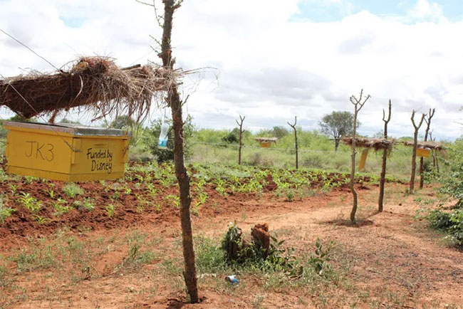 Honeybees - 'warriors' protecting crops from elephants' destruction Picture 1