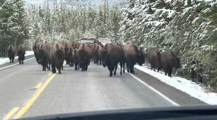 Picture 1 of Horrified driver encounters 150 bison spilling onto the road