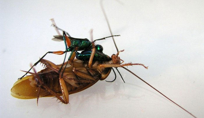 Picture 2 of Horrifying Emerald Wasps, Nightmares with Cockroaches