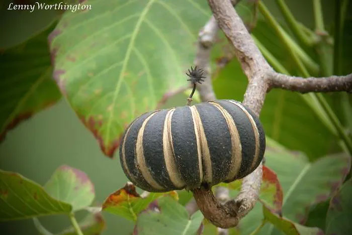 Picture 3 of Horror plants contain poison so strong that monkeys do not dare to climb, touch blind eyes!