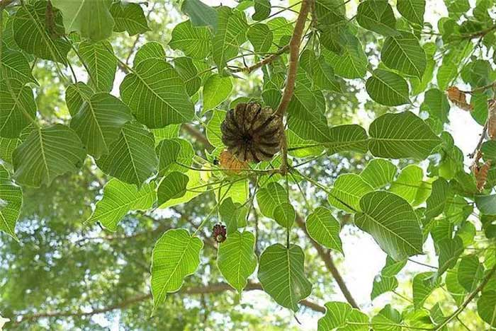 Picture 4 of Horror plants contain poison so strong that monkeys do not dare to climb, touch blind eyes!