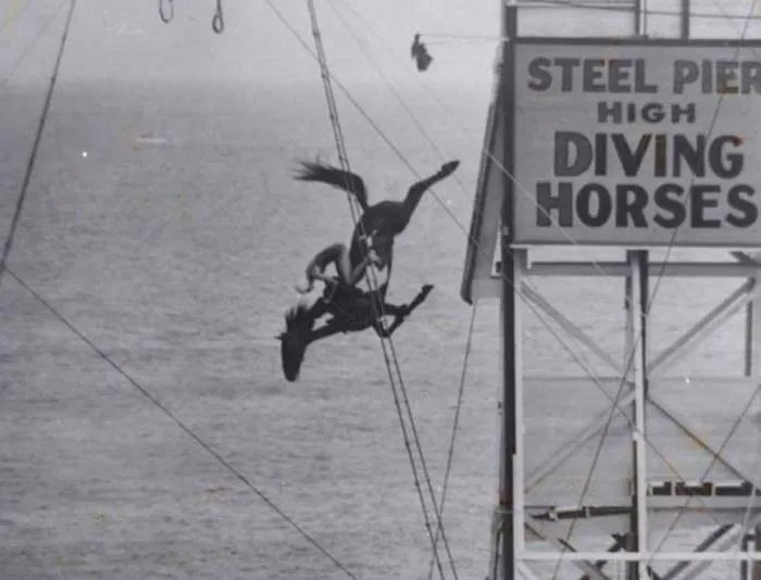 Horse Diving: A Dangerous, Cruel Sport in the 19th Century Picture 5