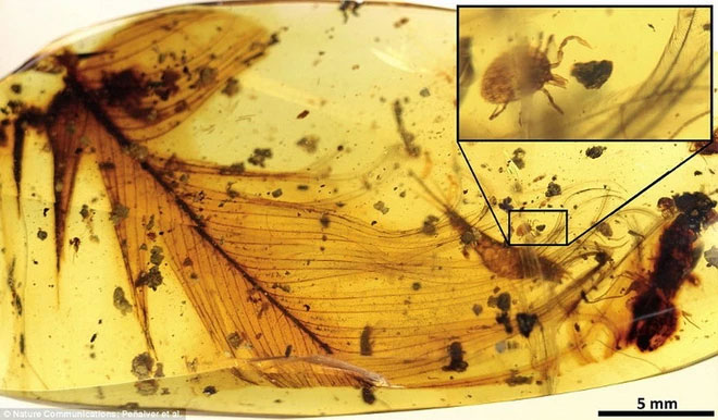 Picture 4 of How amber creates exquisite fossils that preserve Earth's history