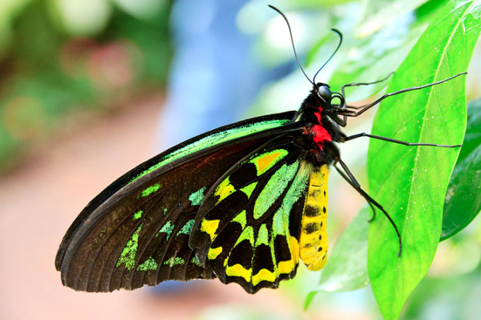 How are butterflies and moths different? Picture 1