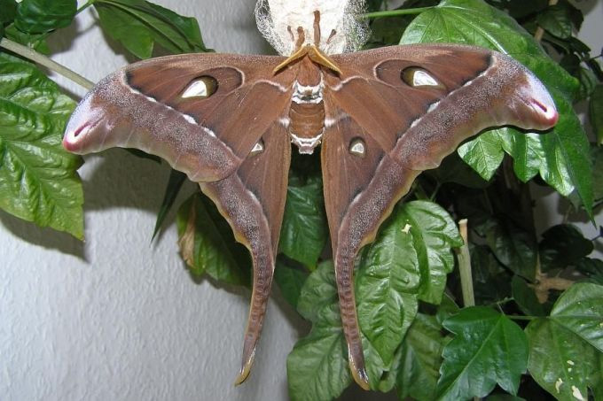 How are butterflies and moths different? Picture 2