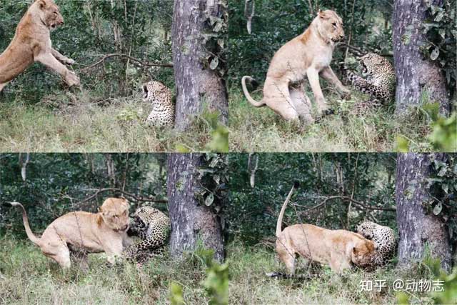 Picture 1 of How can leopards live in Africa despite being chased by lions?