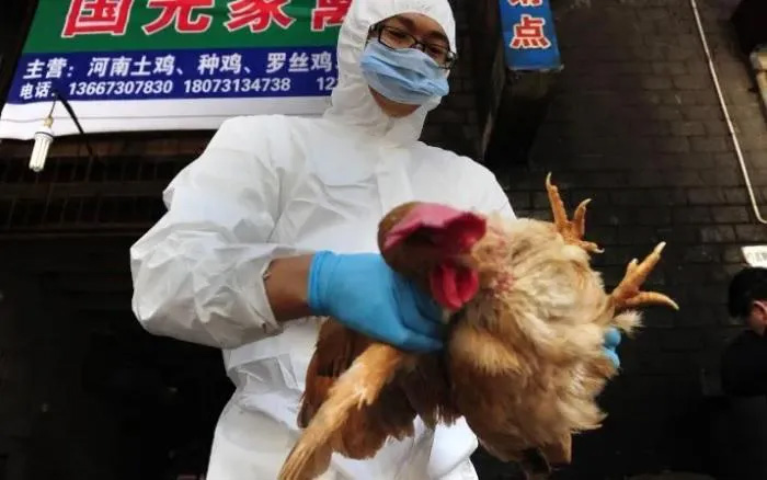 Picture 1 of How dangerous is H3N8 bird flu to humans?