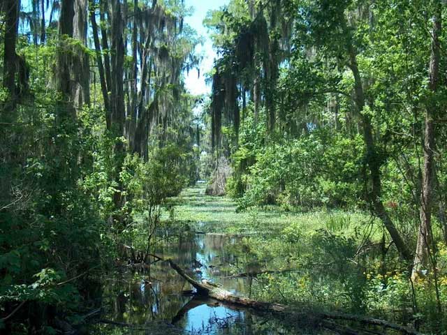 How did ancient forests turn to coal, fueling modern society? Picture 3