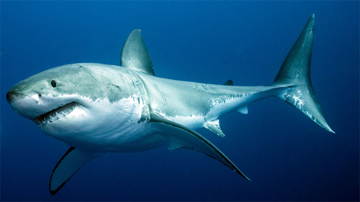 Picture 2 of How did sharks survive the extinction disaster?