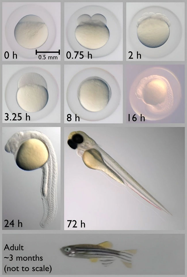 Picture 3 of How did the fish sent into space by China adapt?