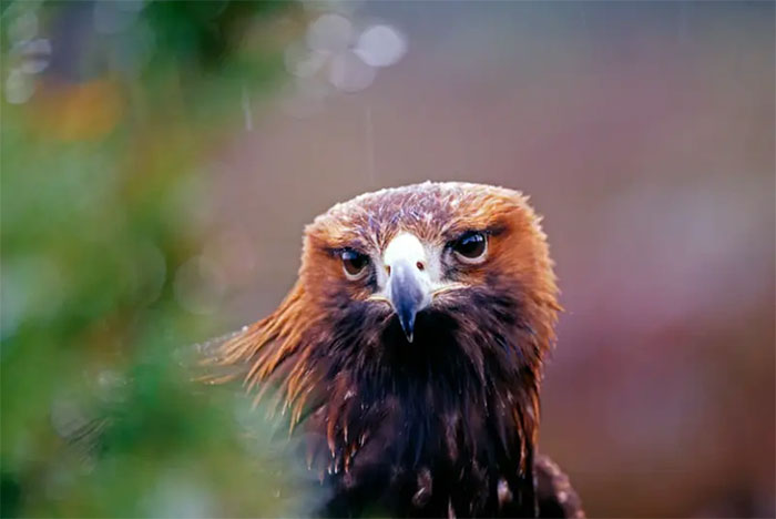 How do animals see the world? Picture 2