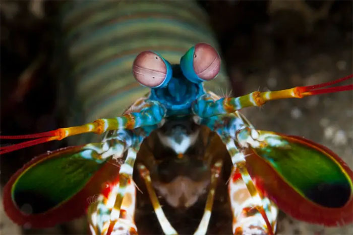 How do animals see the world? Picture 4