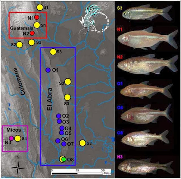 How do cave fish survive in an oxygen-deficient environment? Picture 1