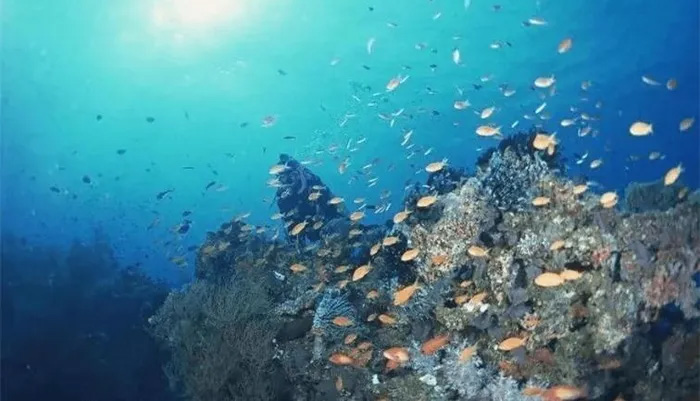 Picture 2 of How do marine animals drink filtered water?