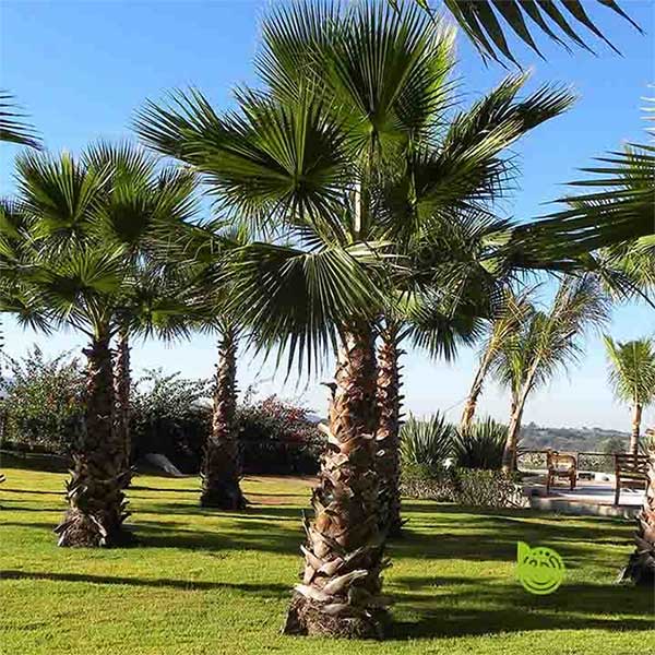 Picture 1 of How do palm trees survive hurricanes and tornadoes?