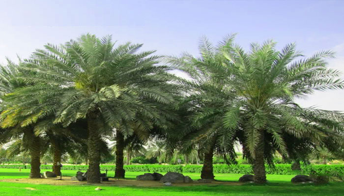 Picture 2 of How do palm trees survive hurricanes and tornadoes?