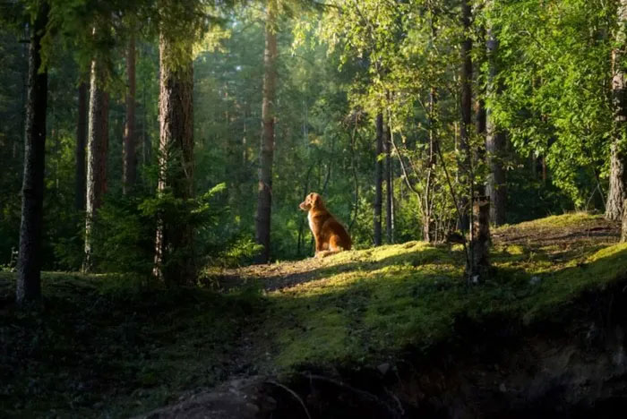 Picture 1 of How do stray dogs find their way home?