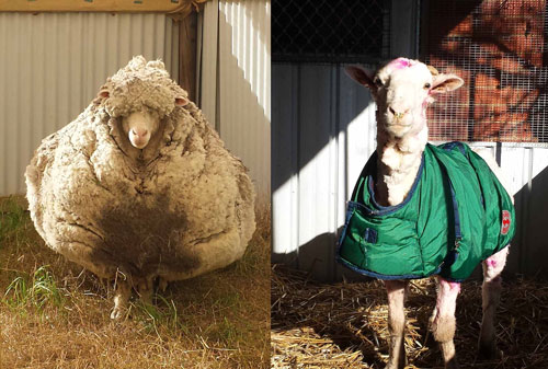 Picture 1 of How does a sheep deal with its wool if it is not sheared by humans?