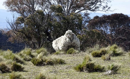 Picture 2 of How does a sheep deal with its wool if it is not sheared by humans?